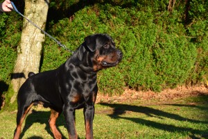 Bravo xalo Brutus