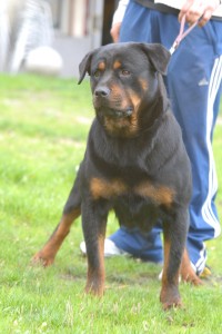 Rottweiler 042